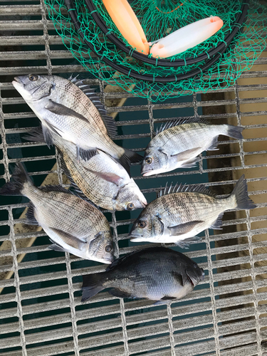 クロダイの釣果