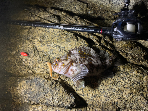 オウゴンムラソイの釣果