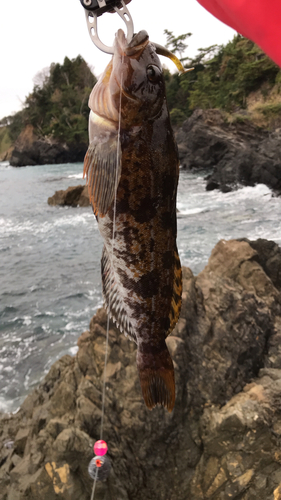 アイナメの釣果