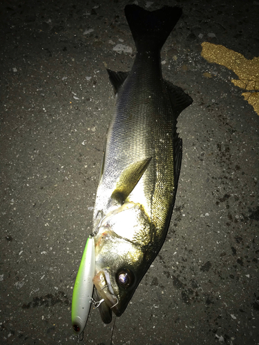 シーバスの釣果