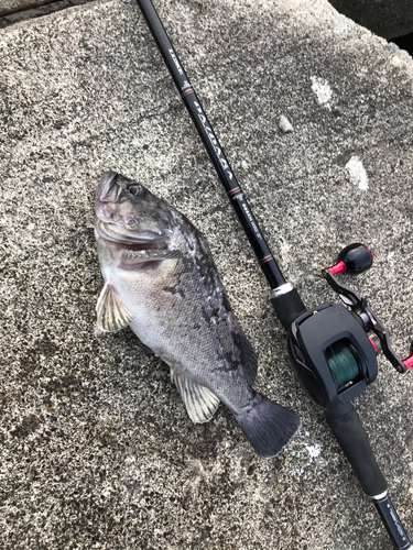 クロソイの釣果