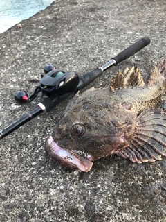 カジカの釣果