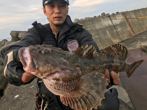 カジカの釣果