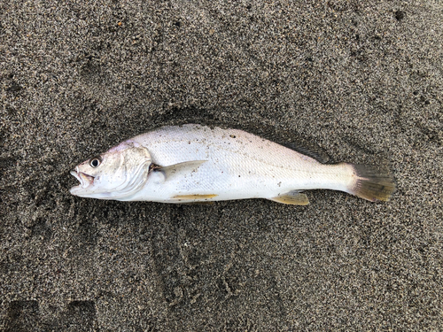 ニベの釣果