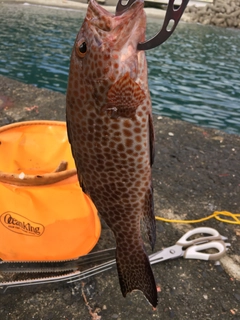 オオモンハタの釣果