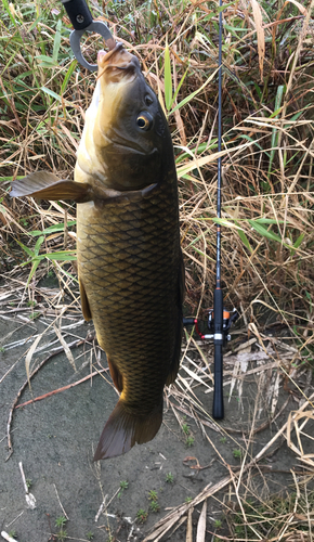 コイの釣果