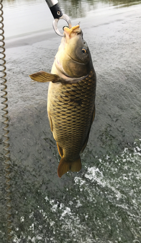 コイの釣果