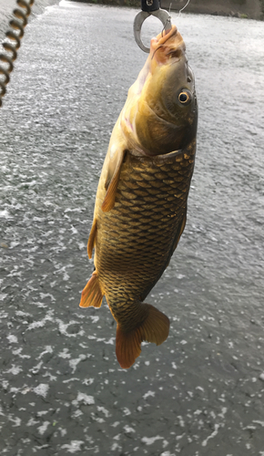 コイの釣果