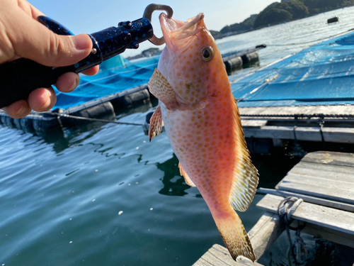 オオモンハタの釣果