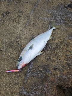 イナダの釣果