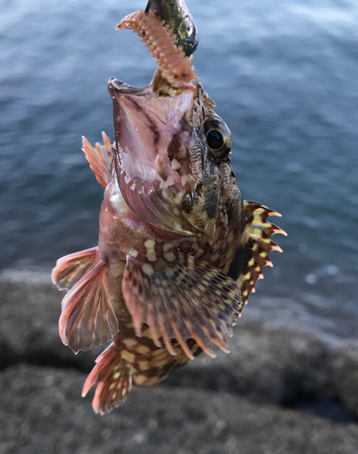 アラカブの釣果