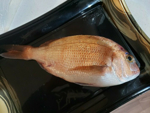 タイの釣果