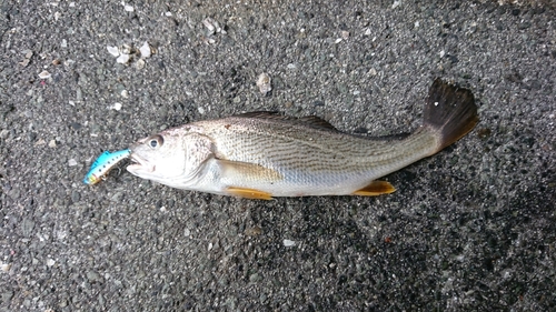 イシモチの釣果