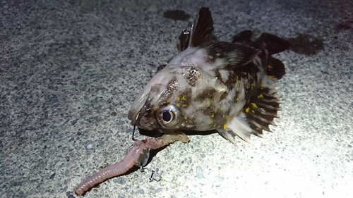 オウゴンムラソイの釣果