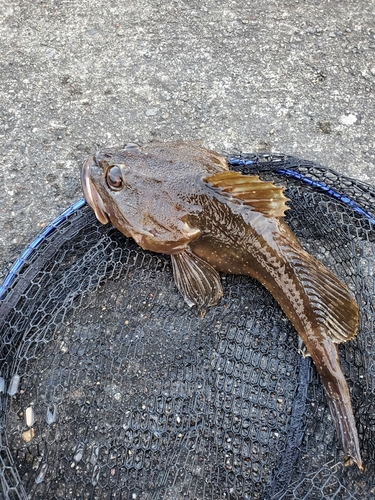 トゲカジカの釣果