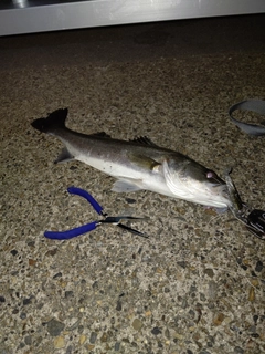 フッコ（マルスズキ）の釣果