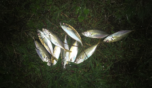 アジの釣果