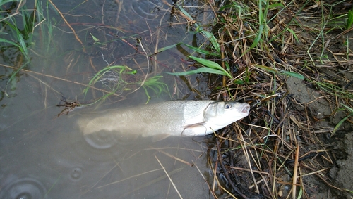 ウグイの釣果