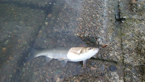 ウグイの釣果