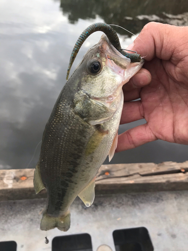 ラージマウスバスの釣果