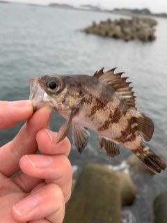 シロメバルの釣果