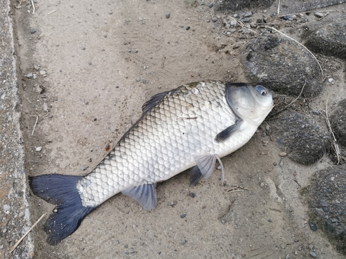 ヘラブナの釣果