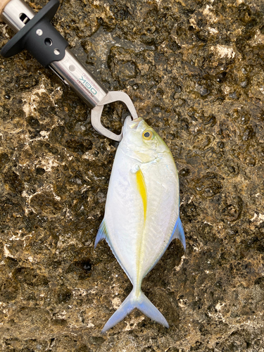 カスミアジの釣果