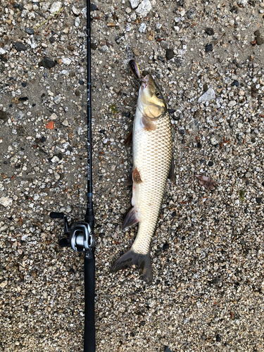 ニゴイの釣果