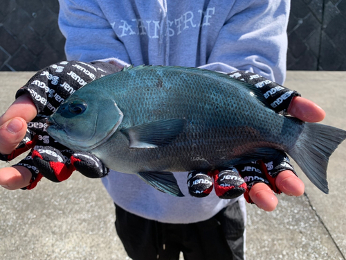 クチブトグレの釣果