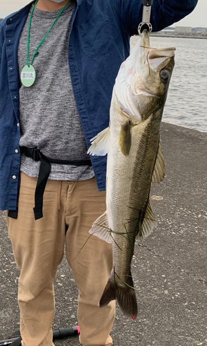 スズキの釣果