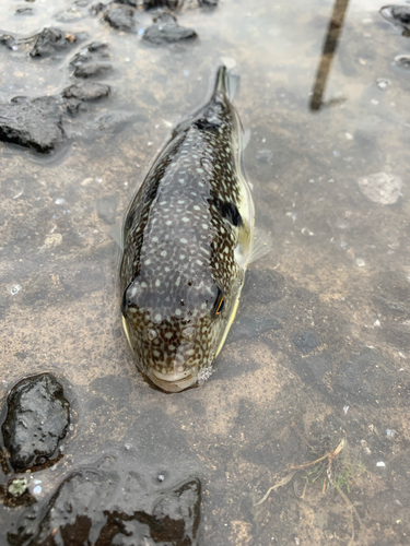 クサフグの釣果