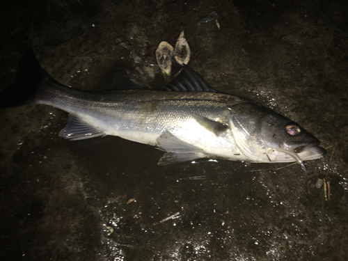 フッコ（マルスズキ）の釣果