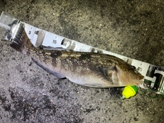 アブラコの釣果
