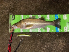 フッコ（マルスズキ）の釣果