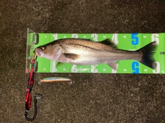 スズキの釣果
