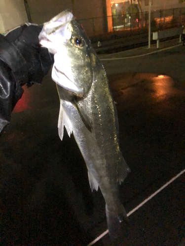 フッコ（マルスズキ）の釣果