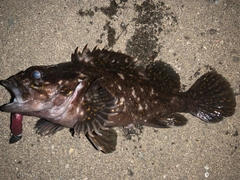 オウゴンムラソイの釣果