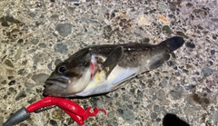 クロソイの釣果