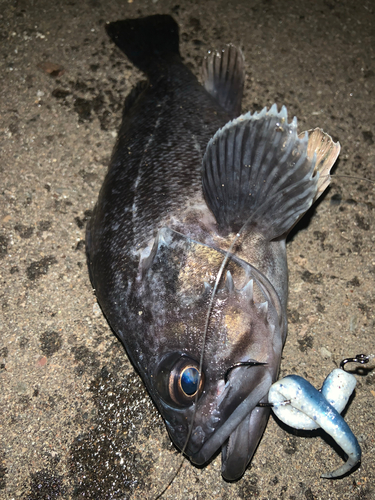 クロソイの釣果