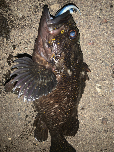 オウゴンムラソイの釣果