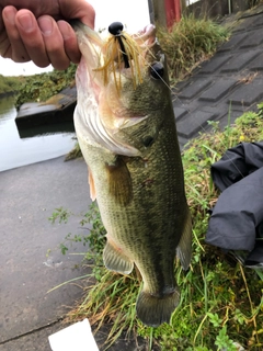 ラージマウスバスの釣果