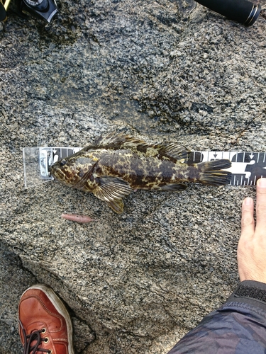 タケノコメバルの釣果