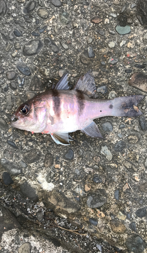 ヨコスジイシモチの釣果