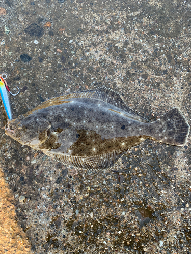 ソゲの釣果