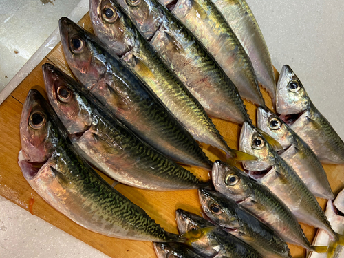 サバの釣果