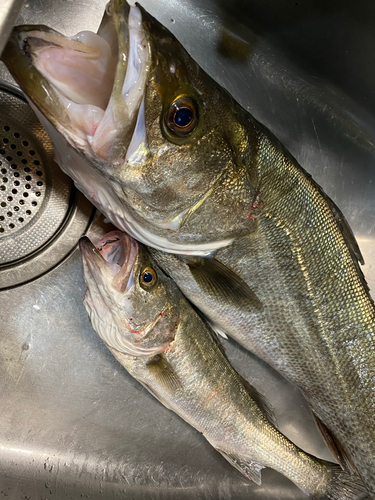 シーバスの釣果