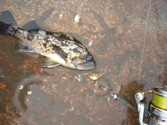 クロソイの釣果