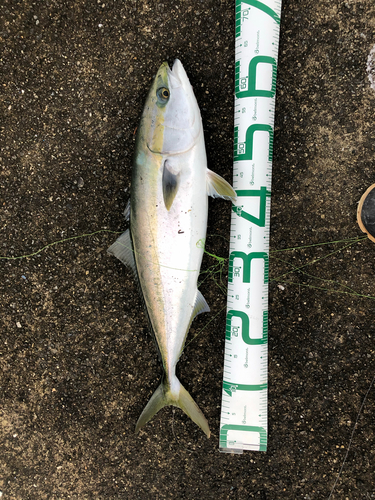 メジロの釣果