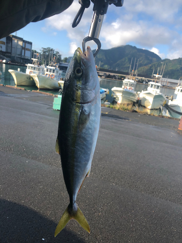 イナダの釣果