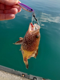 オオモンハタの釣果